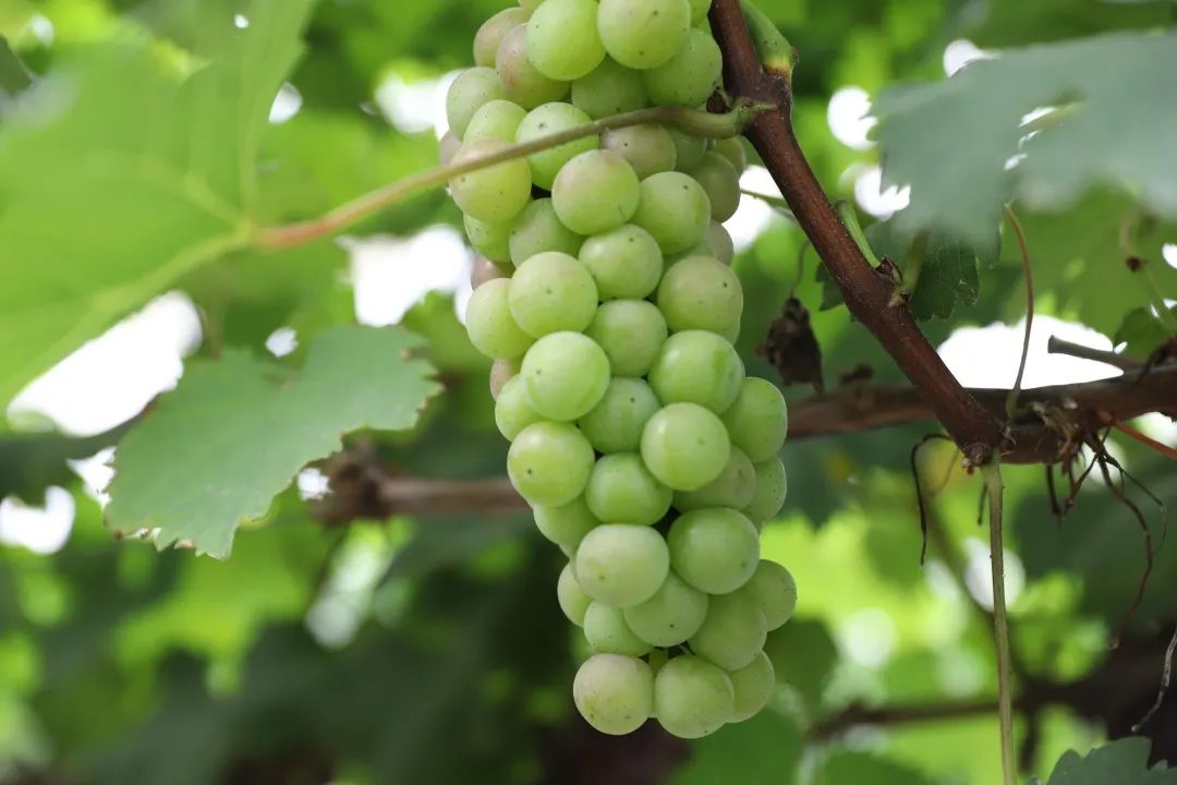 佛山富硒水果(佛山什么水果出名)-硒宝网