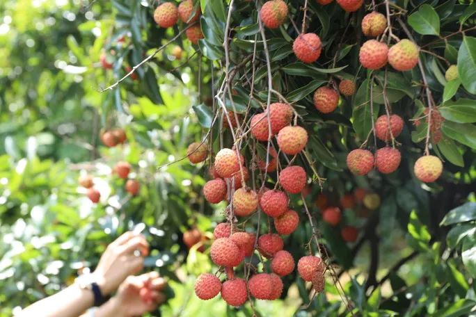 佛山富硒水果(佛山什么水果出名)-硒宝网