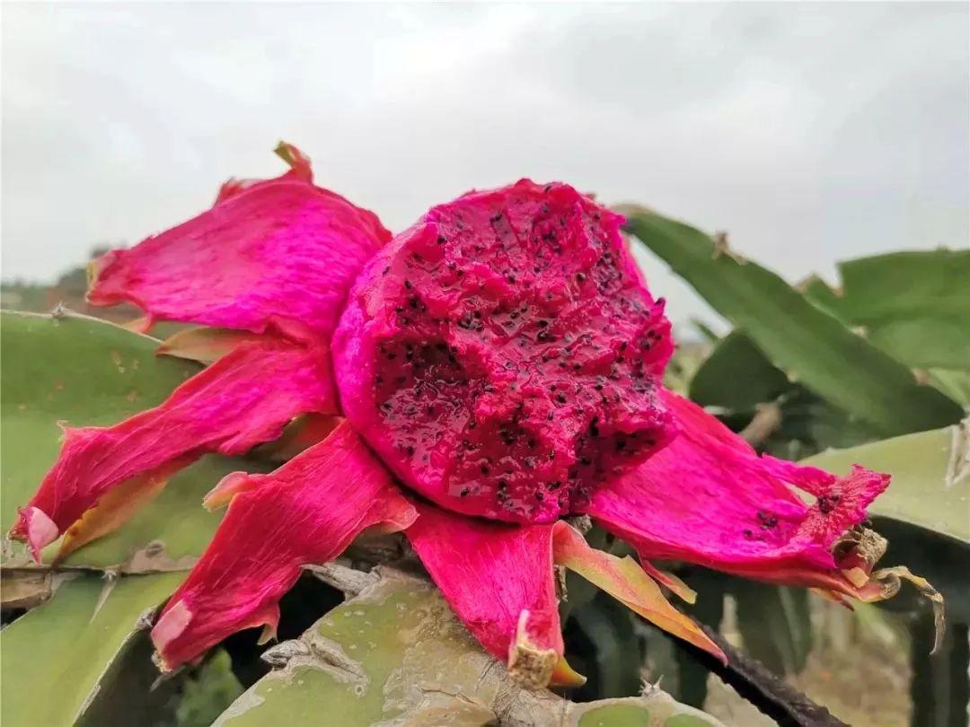 富硒水果大全(水果大全富硒有哪些)-硒宝网