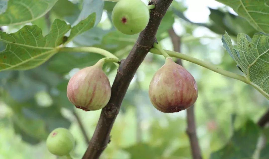 富硒水果大全(水果大全富硒有哪些)-硒宝网