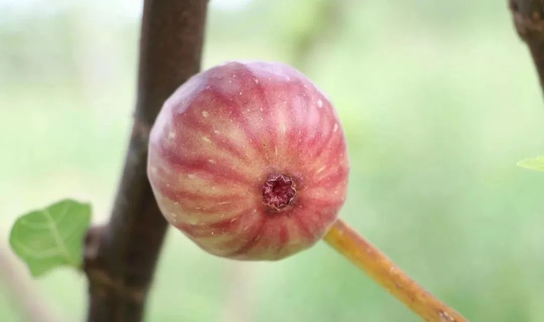 富硒水果大全(水果大全富硒有哪些)-硒宝网