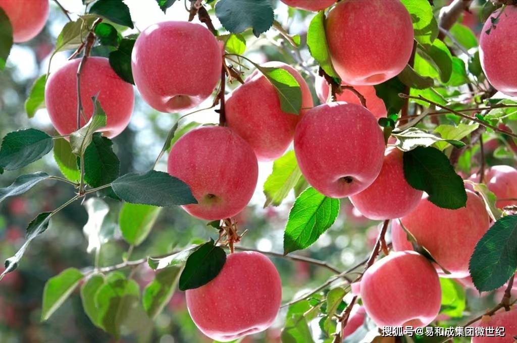 富硒水果优点（富硒的水果蔬菜有哪些）-硒宝网