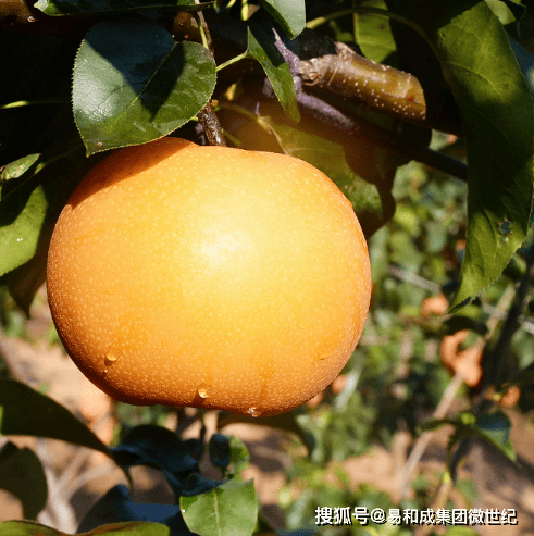 富硒水果优点（富硒的水果蔬菜有哪些）-硒宝网