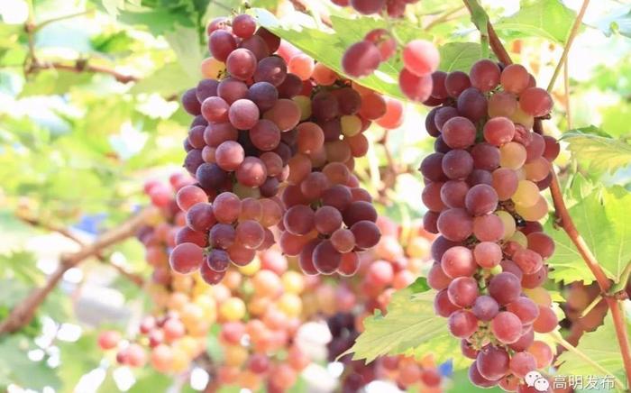 佛山富硒水果(佛山水果富硒产地)-硒宝网