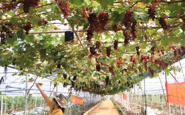 佛山富硒水果(佛山水果富硒产地)-硒宝网