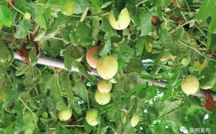 佛山富硒水果(佛山水果富硒产地)-硒宝网