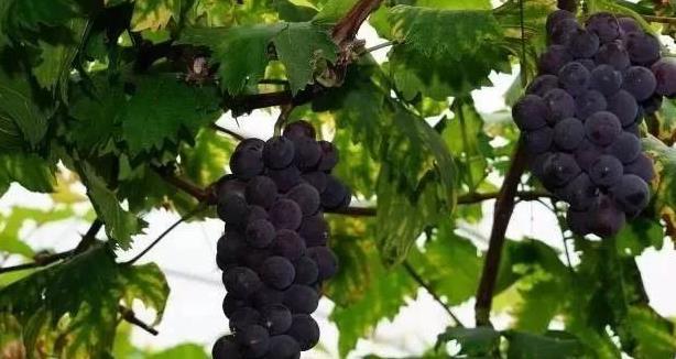 佛山富硒水果(佛山水果富硒产地)-硒宝网