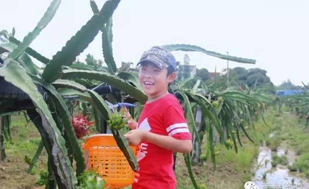 佛山富硒水果(佛山水果富硒产地)-硒宝网