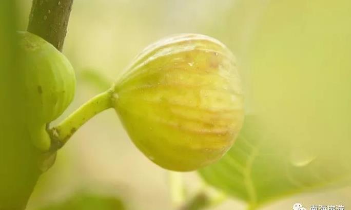 佛山富硒水果(佛山水果富硒产地)-硒宝网