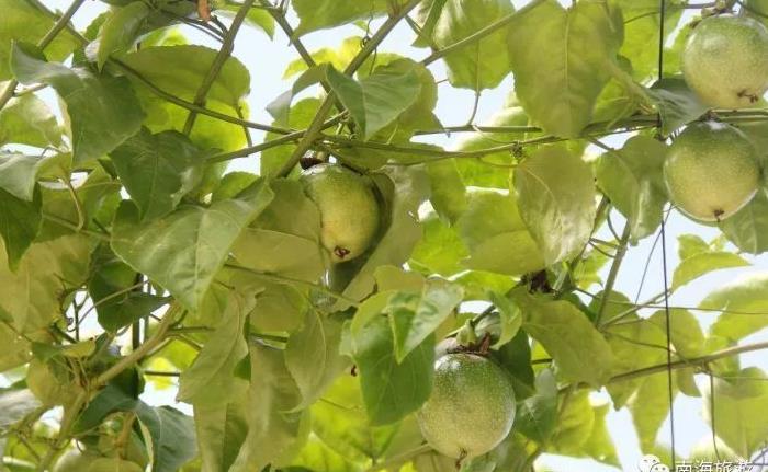 佛山富硒水果(佛山水果富硒产地)-硒宝网