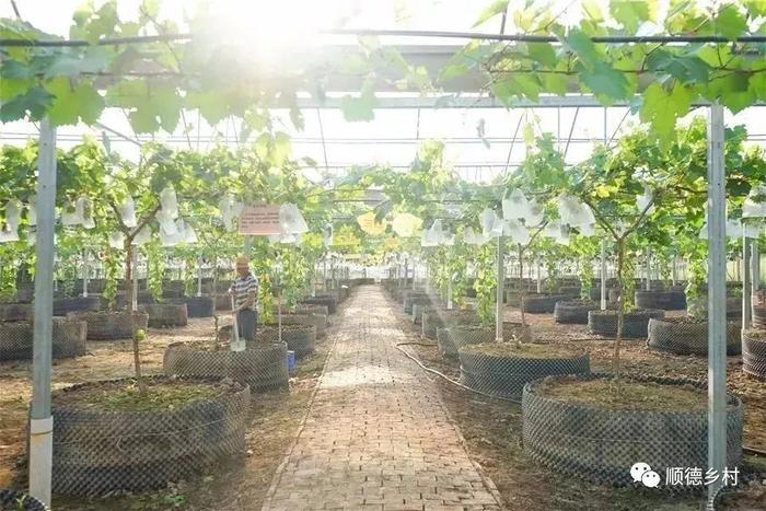 佛山富硒水果(佛山水果富硒产地)-硒宝网