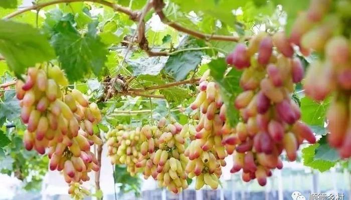 佛山富硒水果(佛山水果富硒产地)-硒宝网