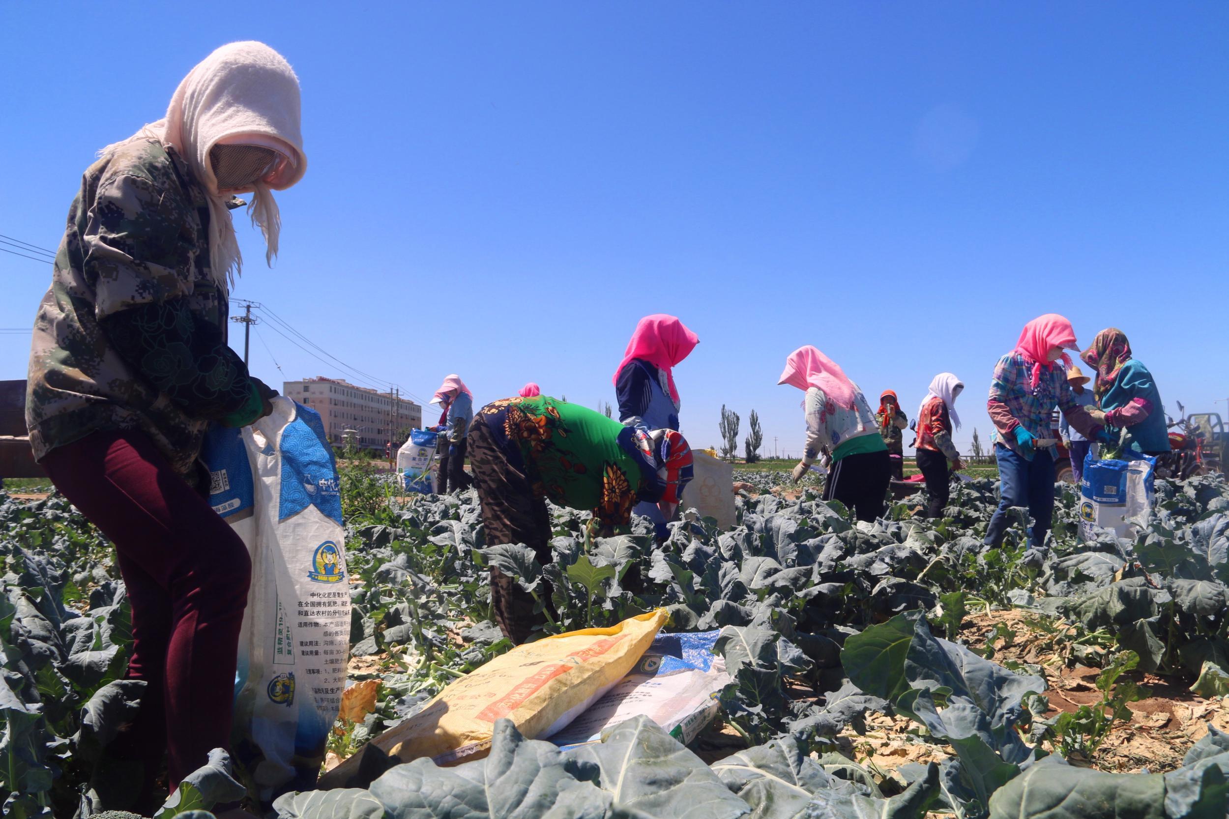 澳门富硒水果(澳门水果富硒产地)-硒宝网