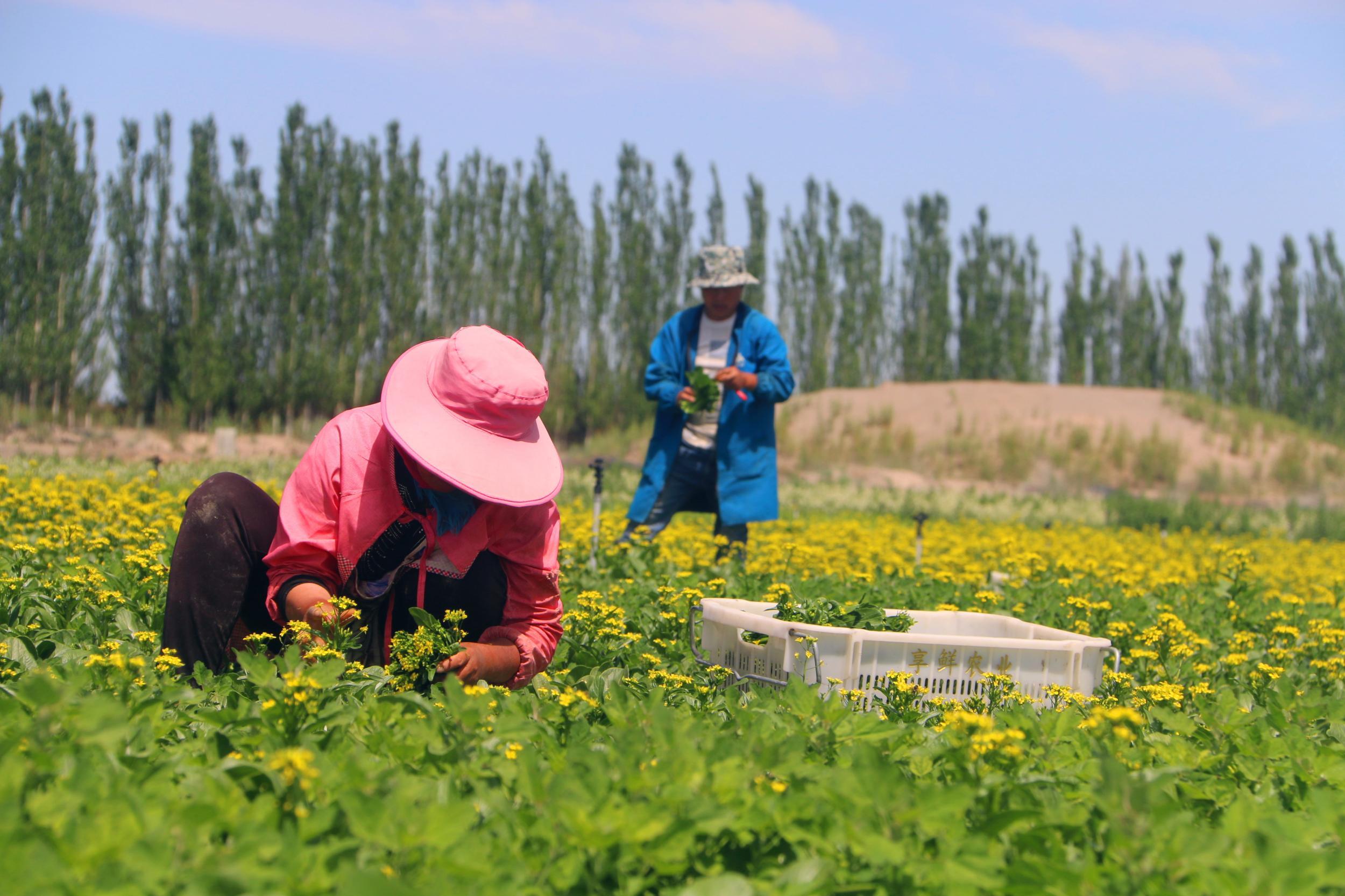 澳门富硒水果(澳门水果富硒产地)-硒宝网
