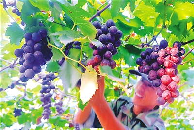 湘潭富硒水果(湘潭水果富硒基地在哪)-硒宝网