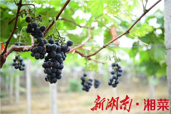 湘潭富硒水果(湘潭水果富硒基地在哪)-硒宝网