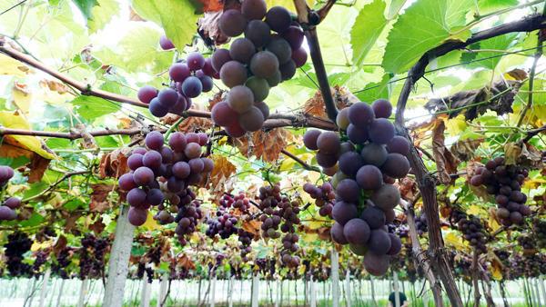 湘潭富硒水果(湘潭水果富硒基地在哪)-硒宝网