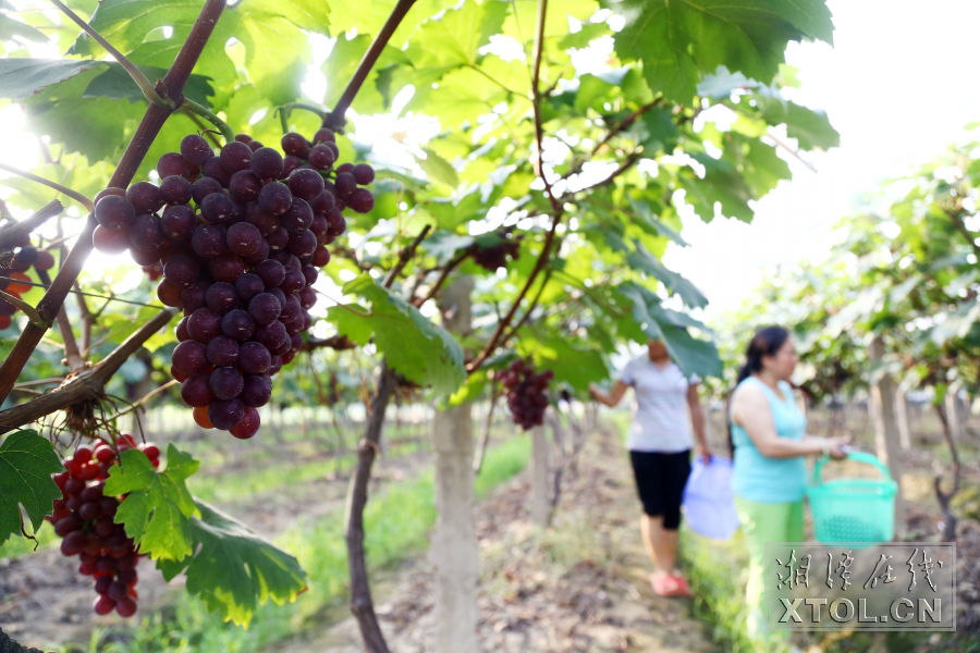 湘潭富硒水果(湘潭水果富硒基地在哪)-硒宝网