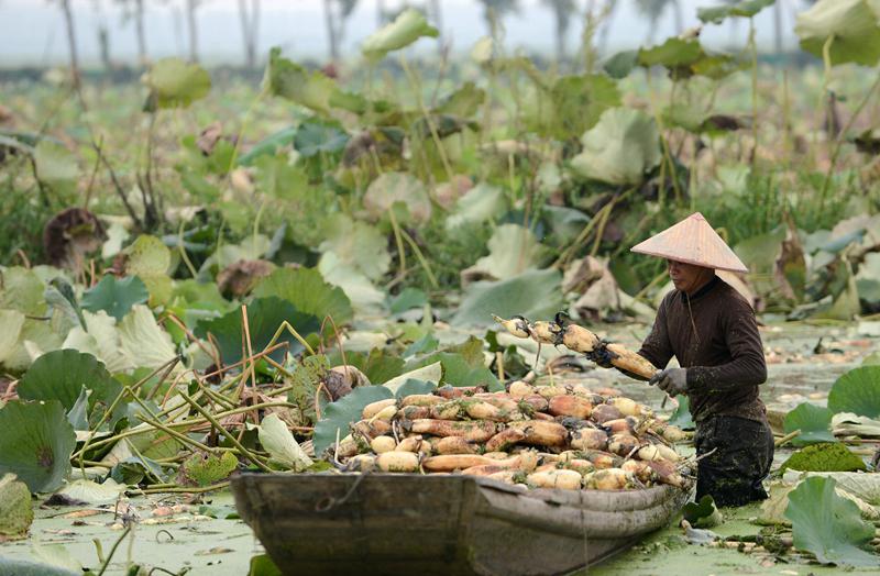 菏泽富硒水果（山东富硒水产地）-硒宝网
