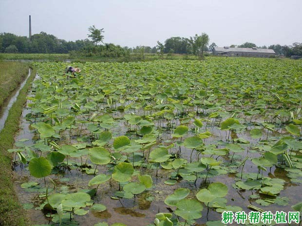 菏泽富硒水果（山东富硒水产地）-硒宝网