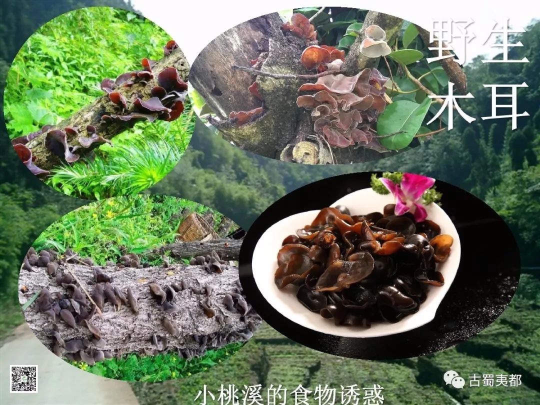 富硒水果功效(水果功效富硒有哪些)-硒宝网