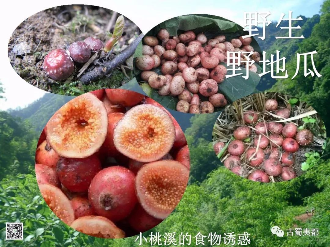 富硒水果功效(水果功效富硒有哪些)-硒宝网