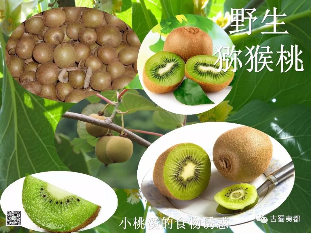 富硒水果功效(水果功效富硒有哪些)-硒宝网