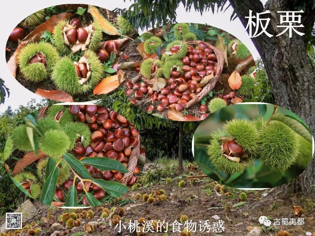 富硒水果功效(水果功效富硒有哪些)-硒宝网