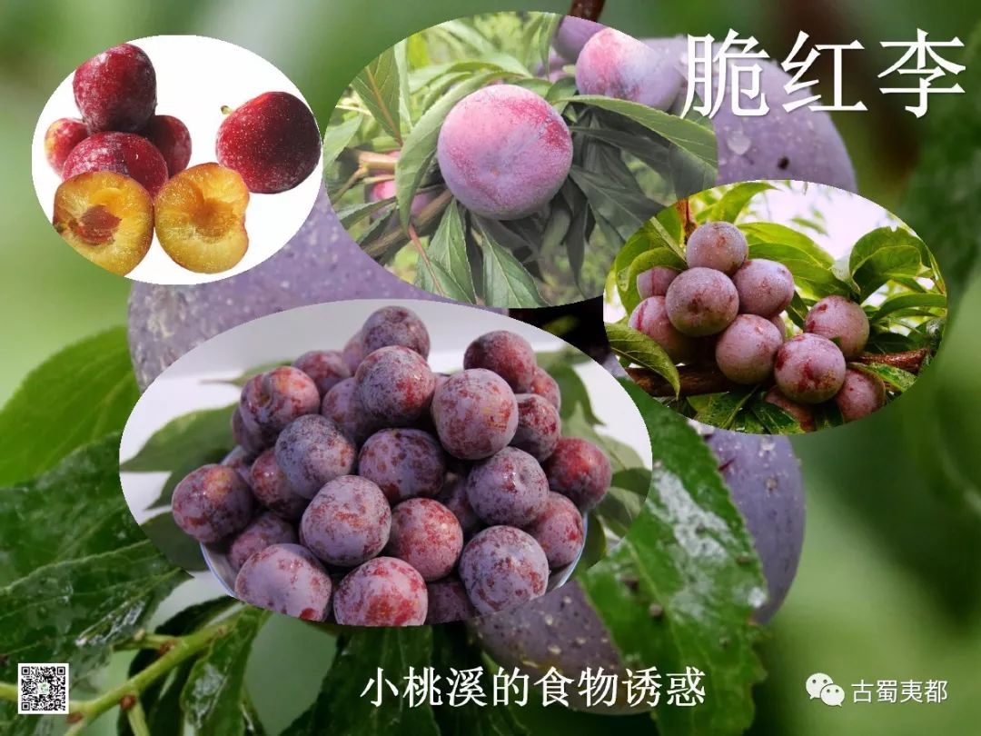 富硒水果功效(水果功效富硒有哪些)-硒宝网