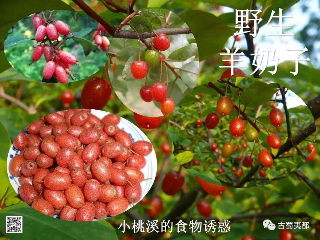 富硒水果功效(水果功效富硒有哪些)-硒宝网