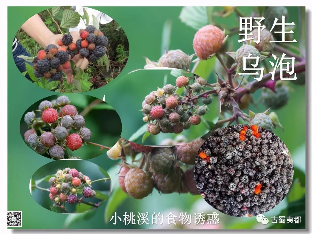 富硒水果功效(水果功效富硒有哪些)-硒宝网