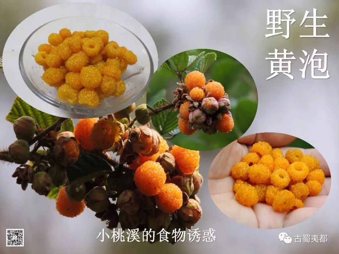 富硒水果功效(水果功效富硒有哪些)-硒宝网