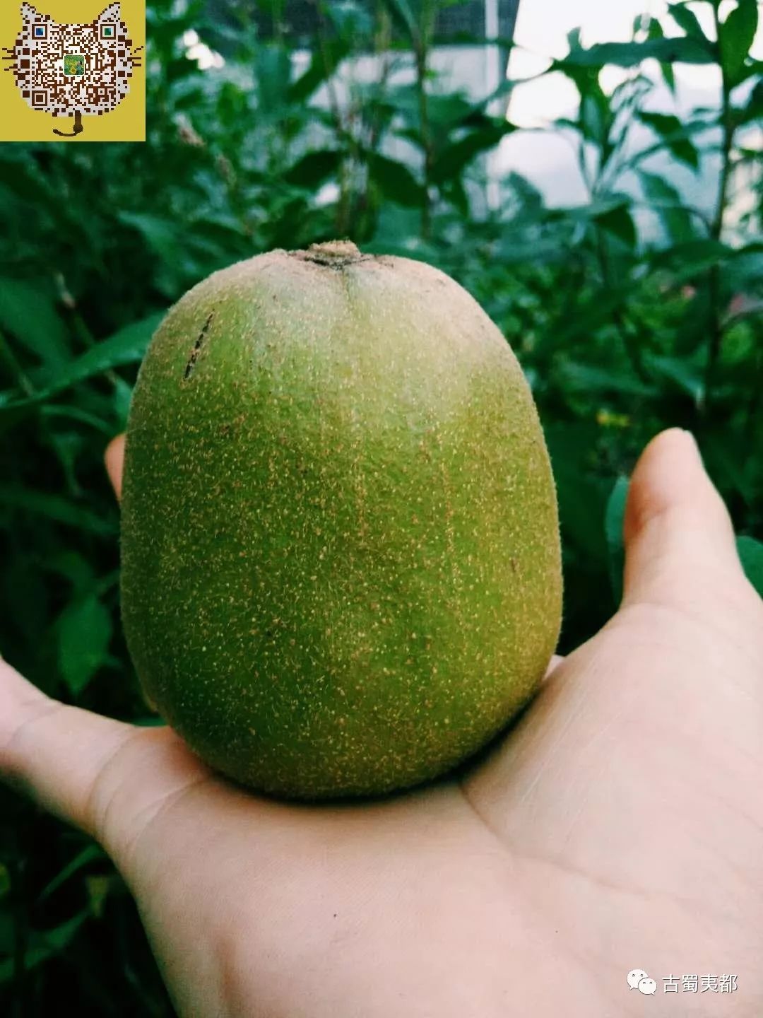 富硒水果功效(水果功效富硒有哪些)-硒宝网