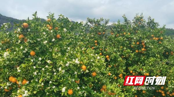 江永富硒水果（富硒水果功能及作用）-硒宝网