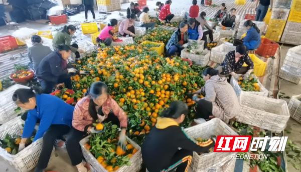 江永富硒水果（富硒水果功能及作用）-硒宝网