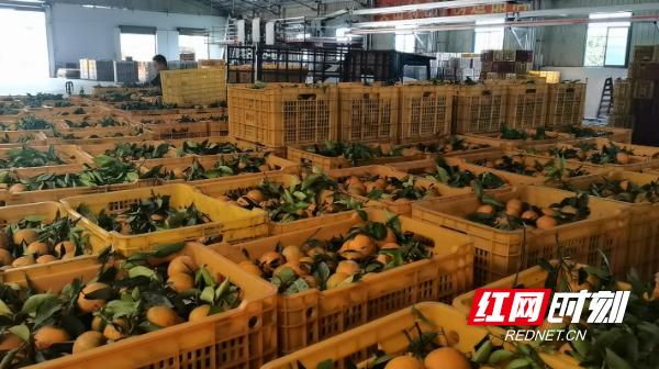 江永富硒水果（富硒水果功能及作用）-硒宝网