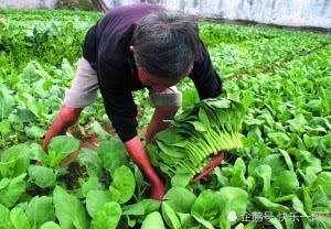 富硒水果功能(水果富硒功能有哪些)-硒宝网