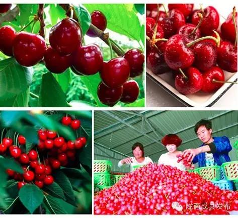 陇南富硒水果(陇南水果特产)-硒宝网