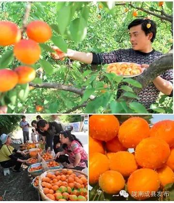 陇南富硒水果(陇南水果特产)-硒宝网