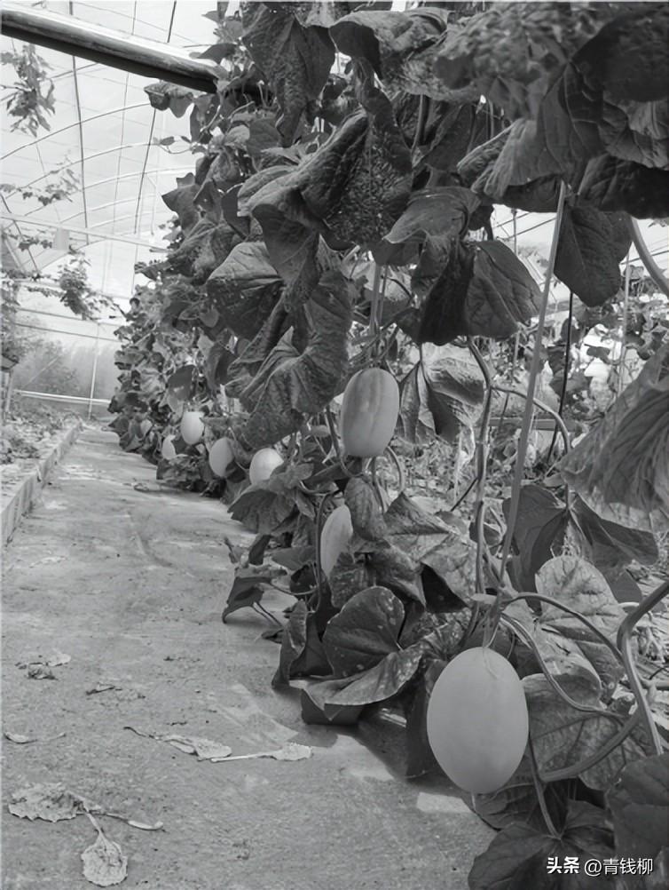 富硒水果小苗(富硒水果一览表)-硒宝网