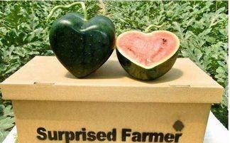 富硒最贵水果(富硒水果一览表)-硒宝网