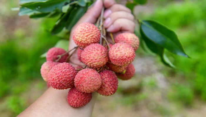 富硒最贵水果(富硒水果一览表)-硒宝网