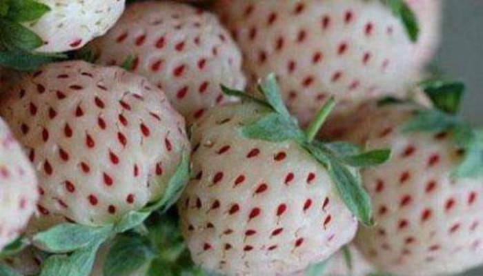 富硒最贵水果(富硒水果一览表)-硒宝网