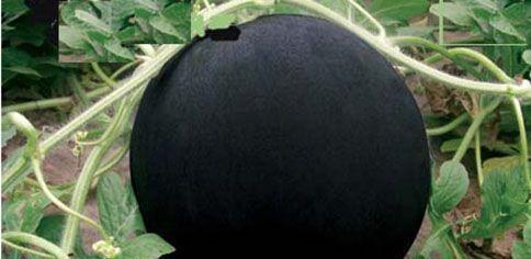 富硒最贵水果(富硒水果一览表)-硒宝网