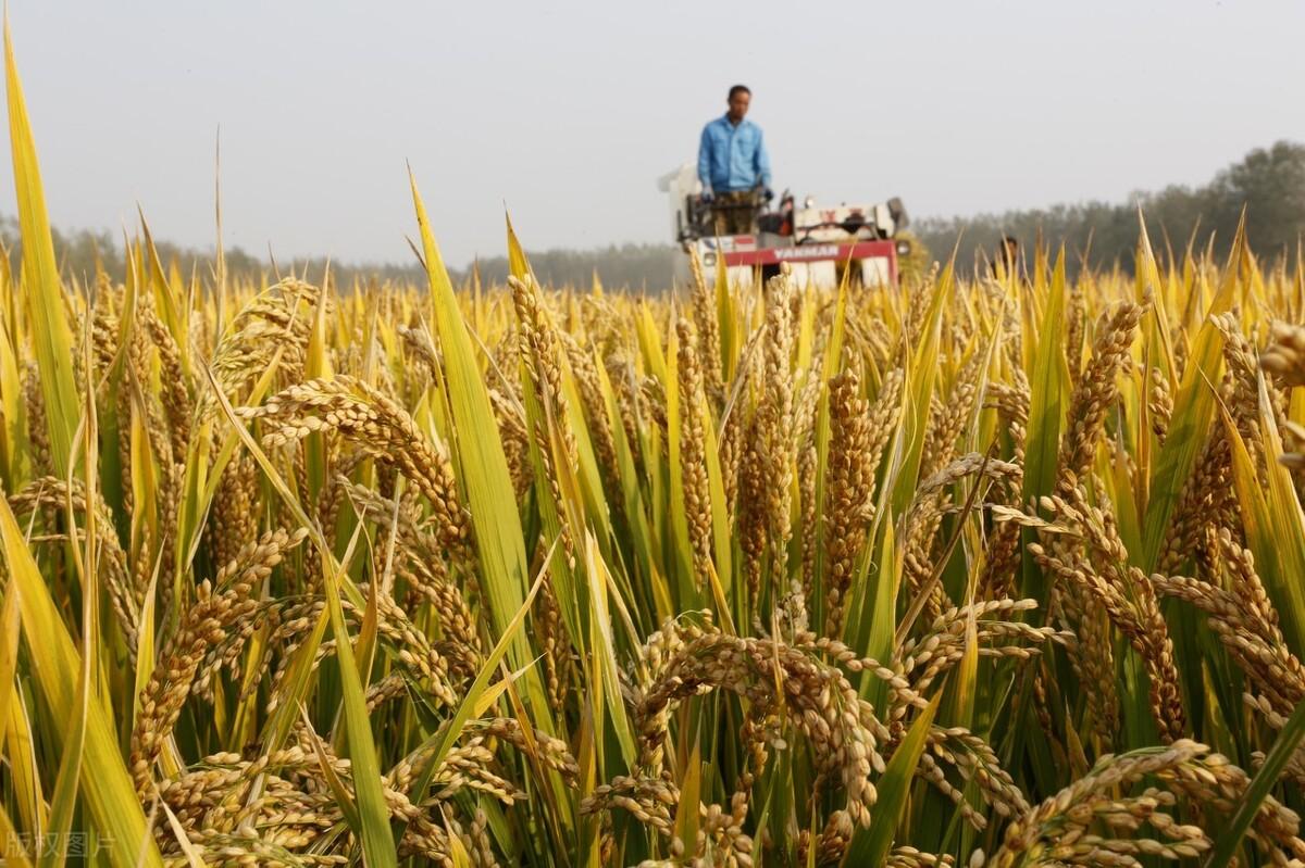 富硒水果小苗(富硒水果种植技术)-硒宝网