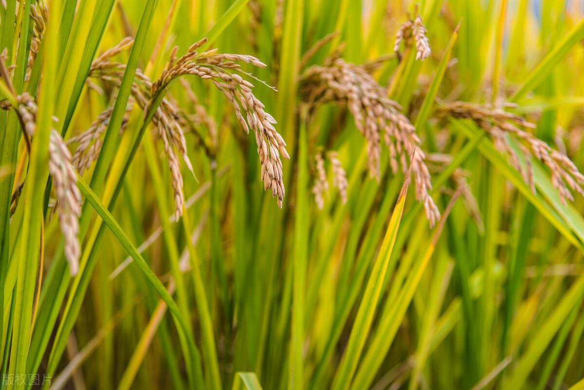 富硒水果小苗(富硒水果种植技术)-硒宝网
