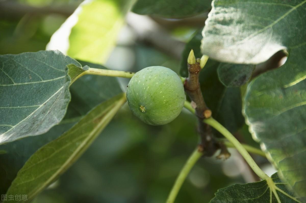 富硒水果小苗(水果小苗富硒怎么样)-硒宝网