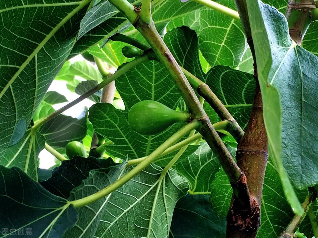 富硒水果小苗(水果小苗富硒怎么样)-硒宝网