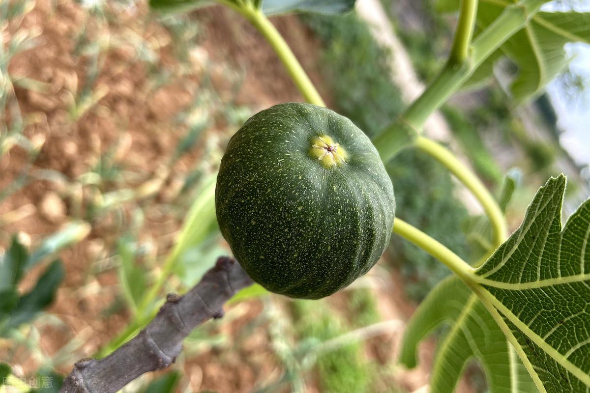 富硒水果小苗(水果小苗富硒怎么样)-硒宝网