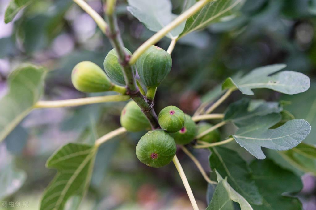 富硒水果小苗(水果小苗富硒怎么样)-硒宝网